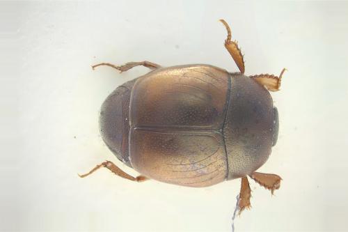 Réf. 247 676 : Microsaprinus sp.